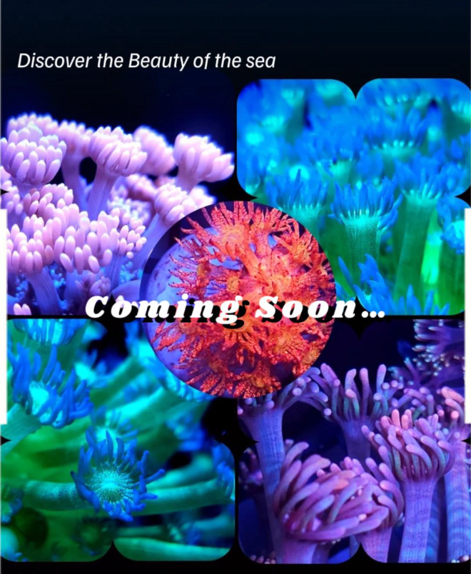 Coming Soon