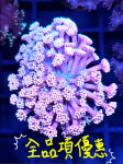 全品項優惠